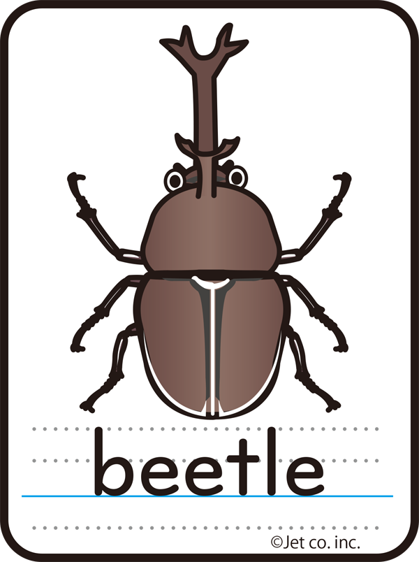 beetle（カブトムシ）