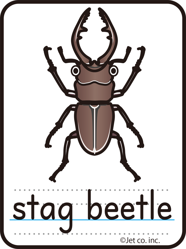 stag beetle（クワガタ）