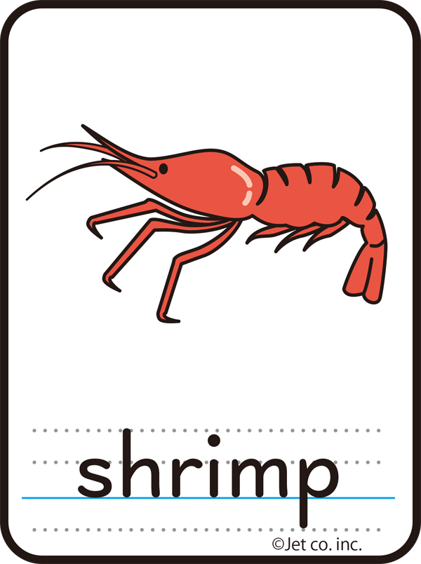 shrimp（エビ）