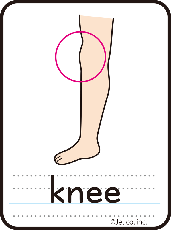 knee（ひざ）