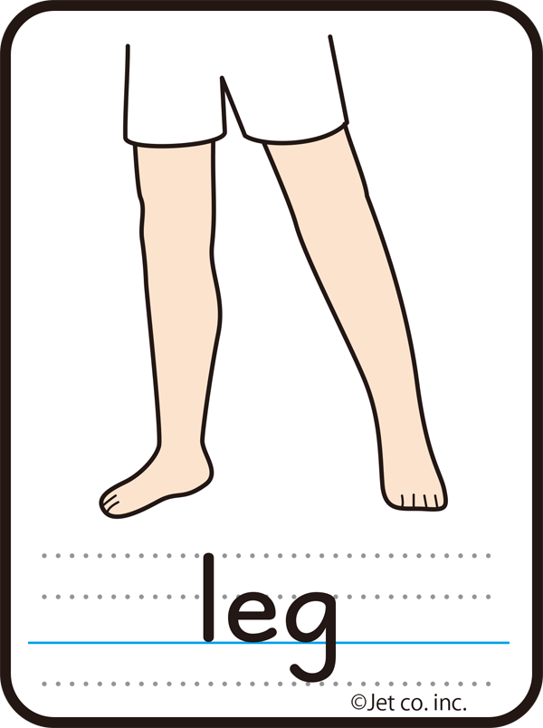leg（脚）