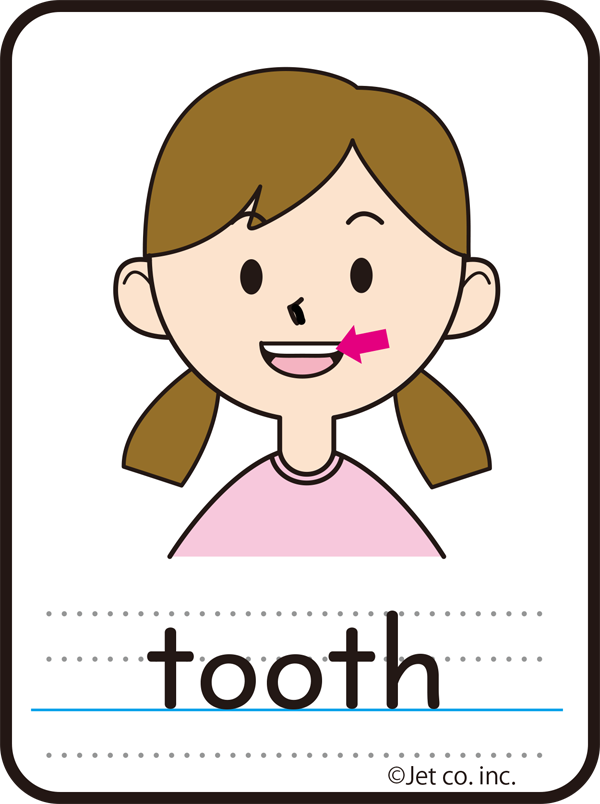 tooth（歯）